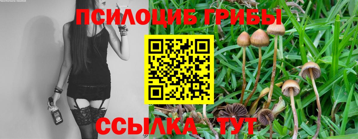 Псилоцибиновые грибы GOLDEN TEACHER Зеленогорск
